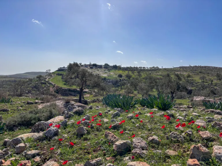 Spring wildflowers cover the grassy hills around the Masallam family compound