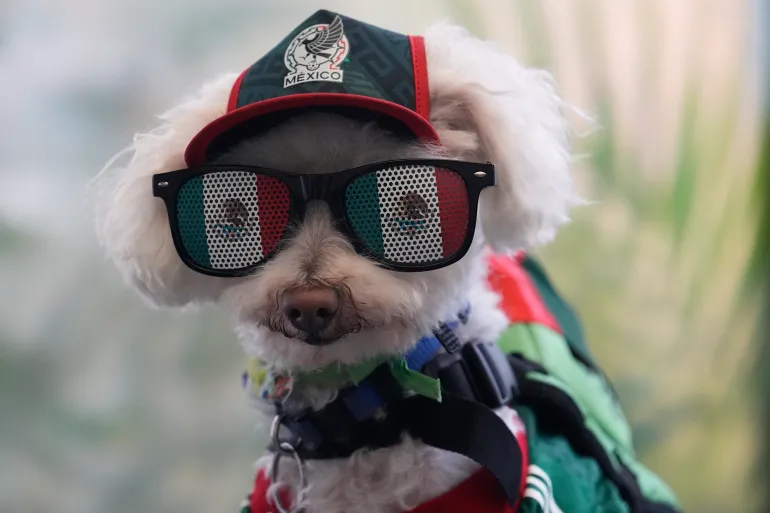 Un chien nommé Osito porte un maillot de l'équipe nationale du Mexique et monte dans un panier à vélo de Jorge Rangel avant un match de football du groupe A de la Coupe du monde contre la Corée du Sud.